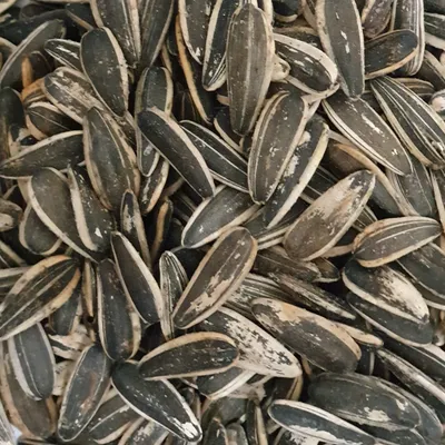بزر دوار
